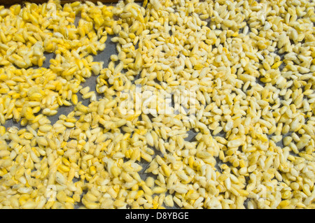 Il raccolto vivid giallo bozzoli di bachi da seta una tappa nell'agricoltura e la produzione della seta agricoltura asiatici panno cambogiano Foto Stock