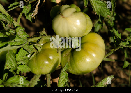 Pomodori acerbi maturazione sulla pianta di pomodoro, Solanum lycopersicum, Andalusia, Spagna. Foto Stock