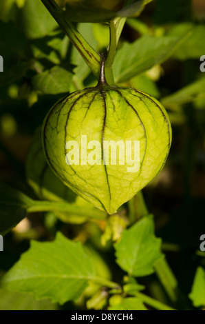 Close-up di Green tomatillo, Physalis philadelphica, frutta sulla pianta. Foto Stock