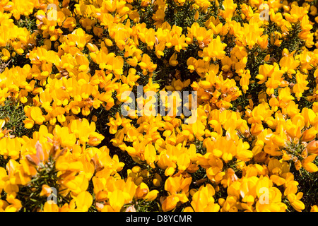 Il luminoso giallo delle ginestre, Ulex Europaeus, una visione comune sulla brughiera del Regno Unito. Foto Stock