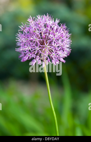 Viola fiore di tarassaco cresce in giardino Foto Stock