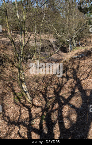 Fossato su habitat Dunwich Heath a inizio primavera, Suffolk, Regno Unito. Foto Stock