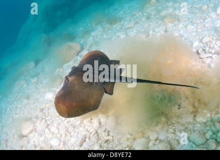 Stingray comune (Dasyatis pastinaca) Mar Nero, Crimea, Ucraina, Europa orientale Foto Stock