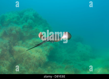 Stingray comune (Dasyatis pastinaca) Mar Nero, Crimea, Ucraina, Europa orientale Foto Stock