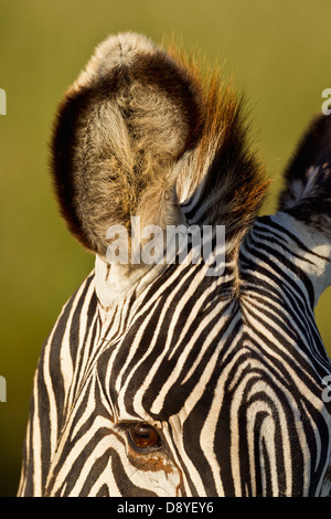 Close-up di Grevy Zebra dell orecchio.Le specie in via di estinzione. Foto Stock