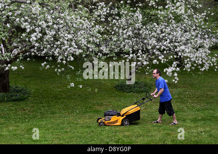 Uomo con tosaerba in giardino vicino alla i meli in fiore Foto Stock