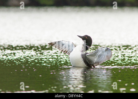 Loon comune (Gavia immer) Visualizzazione su un lago Foto Stock