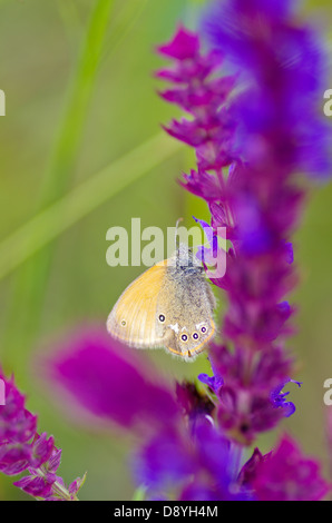 Battuta ringlet butterfly (Aphantopus hyperantus) alimentazione su un viola loosestrife (Lythrum salicaria) Foto Stock