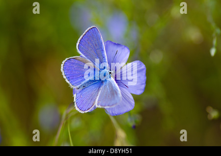 Un comune blu (Polyommatus icarus) farfalla in appoggio su di un fiore di lino (Linum usitatissimum) Foto Stock