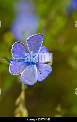 Un comune blu (Polyommatus icarus) farfalla in appoggio su di un fiore di lino (Linum usitatissimum) Foto Stock