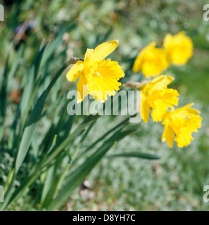 Giunchiglie, Skane, Svezia. Foto Stock