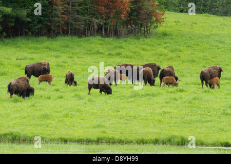Una mandria di bisonti americani (Bison bison) nelle praterie. Foto Stock