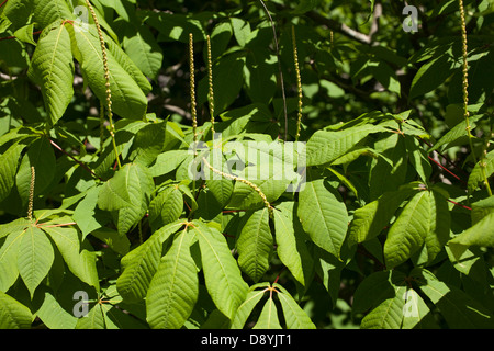 Giovane fiore stelo, chiamato una candela, si erge al di sopra di ippocastano foglie (Aesculus hippocastanum). Foto Stock