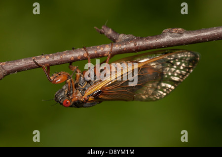 Un adulto Brood II 17-anno periodico (cicala Magicicada septendecim) aderisce ad un ramoscello dopo che emerge dal suo stadio nymphal. Foto Stock