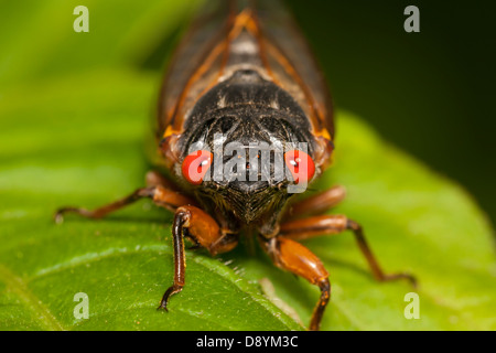 Una vista di testa di un adulto Brood II 17-anno periodico (cicala Magicicada septendecim) dopo che emerge dal suo stadio nymphal. Foto Stock