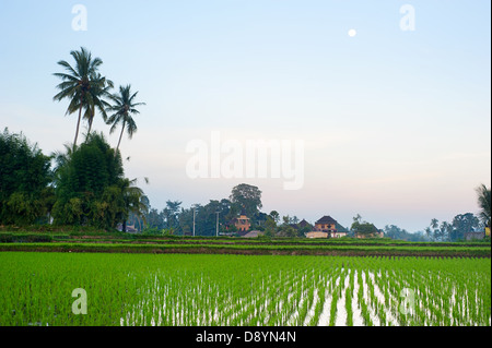 Campo di riso e il villaggio tradizionale al tramonto su isola di Bali, Indonesia Foto Stock