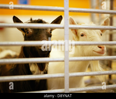 Capre nella penna animale guardando attraverso barre Foto Stock