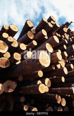 Pila di legname Foto Stock