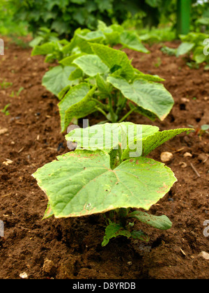 Il cetriolo Cucumis sativus) impianto prima di bloom, bio, giardinaggio, cetriolo cultiviation, giovani piante di cetriolo Foto Stock