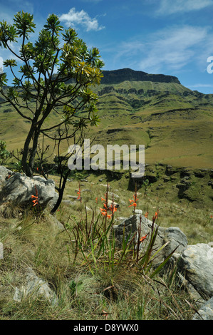 Protea caffra tree e Watsonia pillansii fiori in montagna a Sani Pass Southern Drakensberg KwaZulu-Natal Sud Africa Foto Stock
