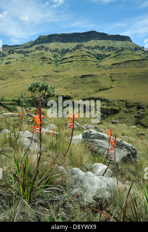 Vista di Watsonia pillansii inferiore fiori Sani Pass Drakensberg Sud Africa del Sud piante paesaggi della natura destinazioni Foto Stock