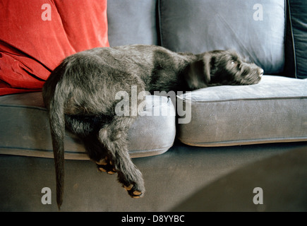 Un gigante CUCCIOLO SCHNAUZER sdraiato su un lettino. Foto Stock