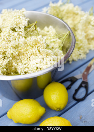 Il sambuco e limoni, Svezia. Foto Stock