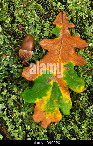 Una foglia di quercia con una ghianda in autunno Foto Stock