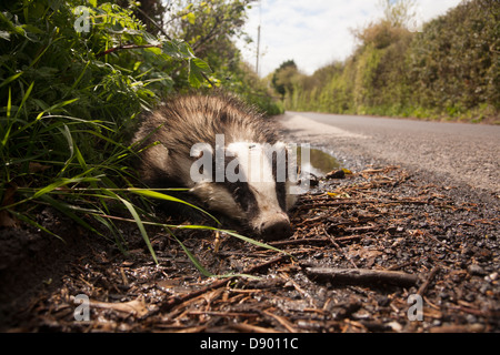 Corpo di dead badger fotografato dal lato della strada Foto Stock