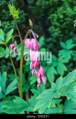 Una singola fila di sanguinamento rosa cuori in mostra il loro meraviglioso colore Foto Stock