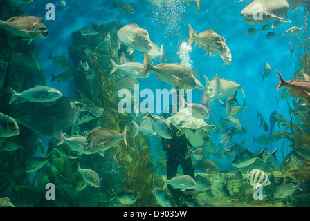 Un grande stingray scivola verso un subacqueo circondato da pesci in un acquario gigante. Foto Stock