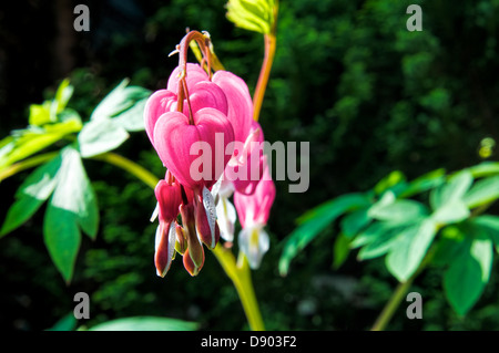 Una singola fila di cuori di spurgo Foto Stock