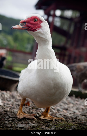 Close-up di anatra muta Foto Stock