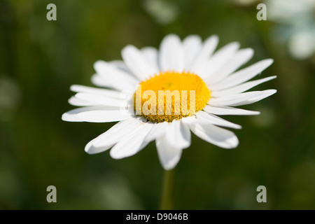 Leucanthemum vulgare fiore. Noto anche come oxeye daisy. Foto Stock