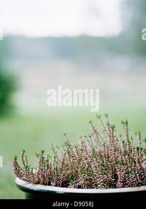 Heather in una pentola. Foto Stock