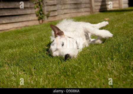 Jack Russell Terrier sdraiati sull'erba mantenendo un occhio su cose Foto Stock