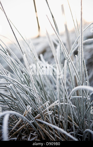 Frosty lame di erba, Svezia. Foto Stock