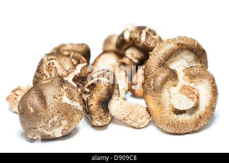 Funghi Shiitake isolati su sfondo bianco Foto Stock