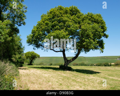 Oak tree in un campo, Devon, Regno Unito 2013 Foto Stock