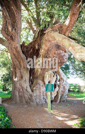 4000 Anno Vecchio Yew Tree in St Georges sagrato Crowhurst Surrey UK Foto Stock