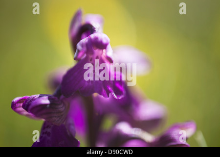 Una vista ravvicinata di un verde orchidea alato. Foto Stock