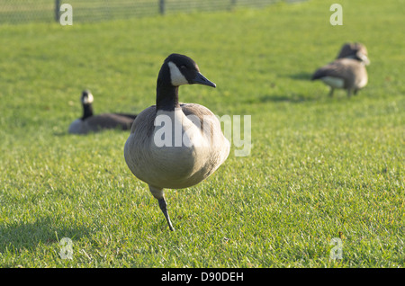 Canada Goose in piedi su una gamba sola su un prato a Montreal Foto Stock