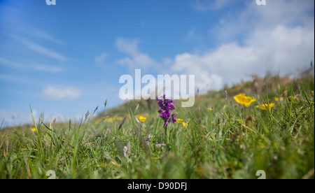 Un ampio angolo di fotografia di un verde orchidea alato nel suo ambiente. Foto Stock