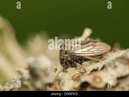 Centrotus cornutus Foto Stock