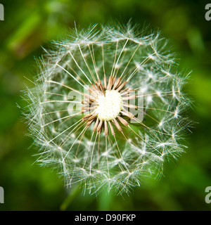 Una bella ripresa macro di un dente di leone in estate il sole Foto Stock