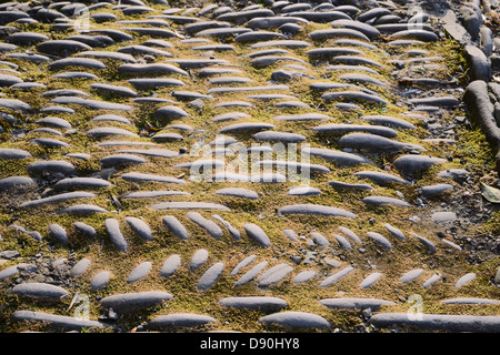 Pietre poste in lineari e modelli a spina di pesce per formare marciapiede e grondaia al di fuori di una terrazza di case, Llanrhystud, Wales, Regno Unito. Foto Stock