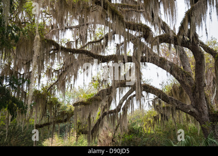 Grande Live Oak tree con muschio Spagnolo a Kanapaha Botanical Gardens si trova a Gainesville Florida. Foto Stock