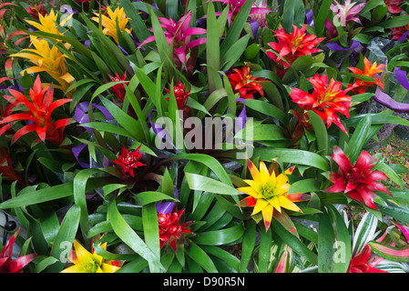 Kanapaha Spring Garden Festival è una manifestazione annuale a Kanapaha Botanical Gardens si trova a Gainesville Florida. Foto Stock