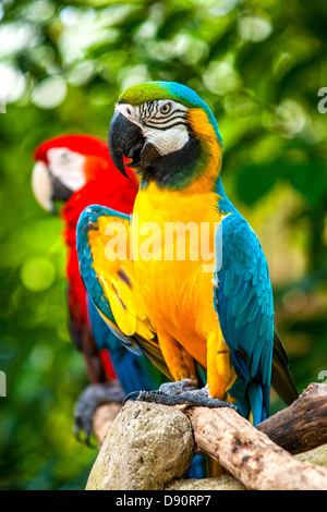 Colore blu macaw pappagallo Foto Stock