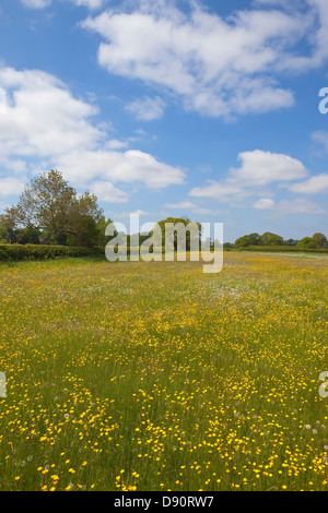 Un prato pieno di fioritura renoncules nel Yorkshire wolds, Inghilterra in estate. Foto Stock